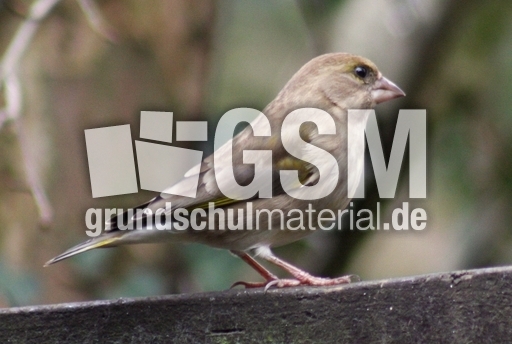 D-Grünfinkweibchen-36.jpg